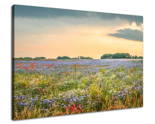 Leinwandbild einer bunten Blumen Wiese im Sonnenuntergang