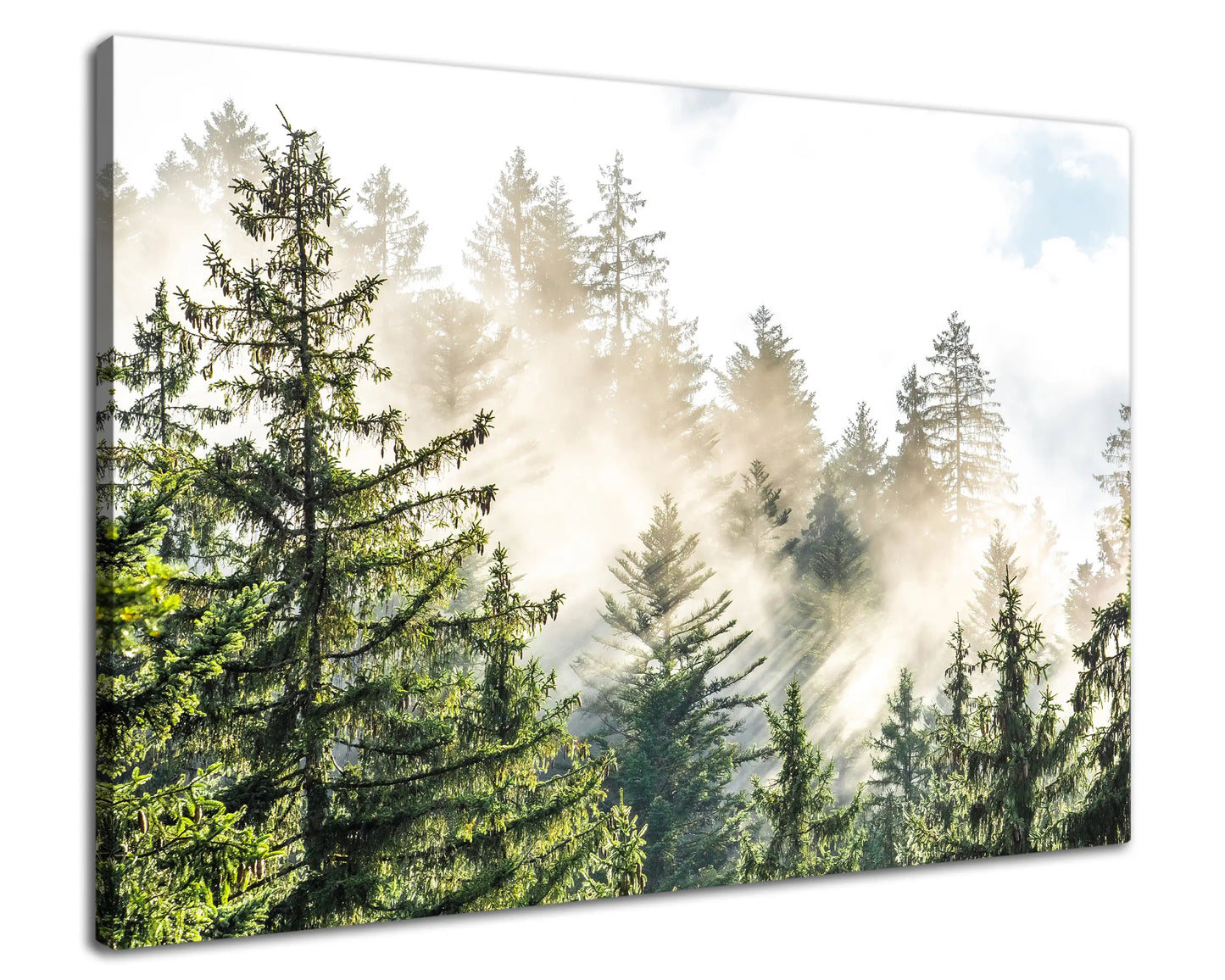 Leinwandbild Fichtenwald im Nebel am Morgen