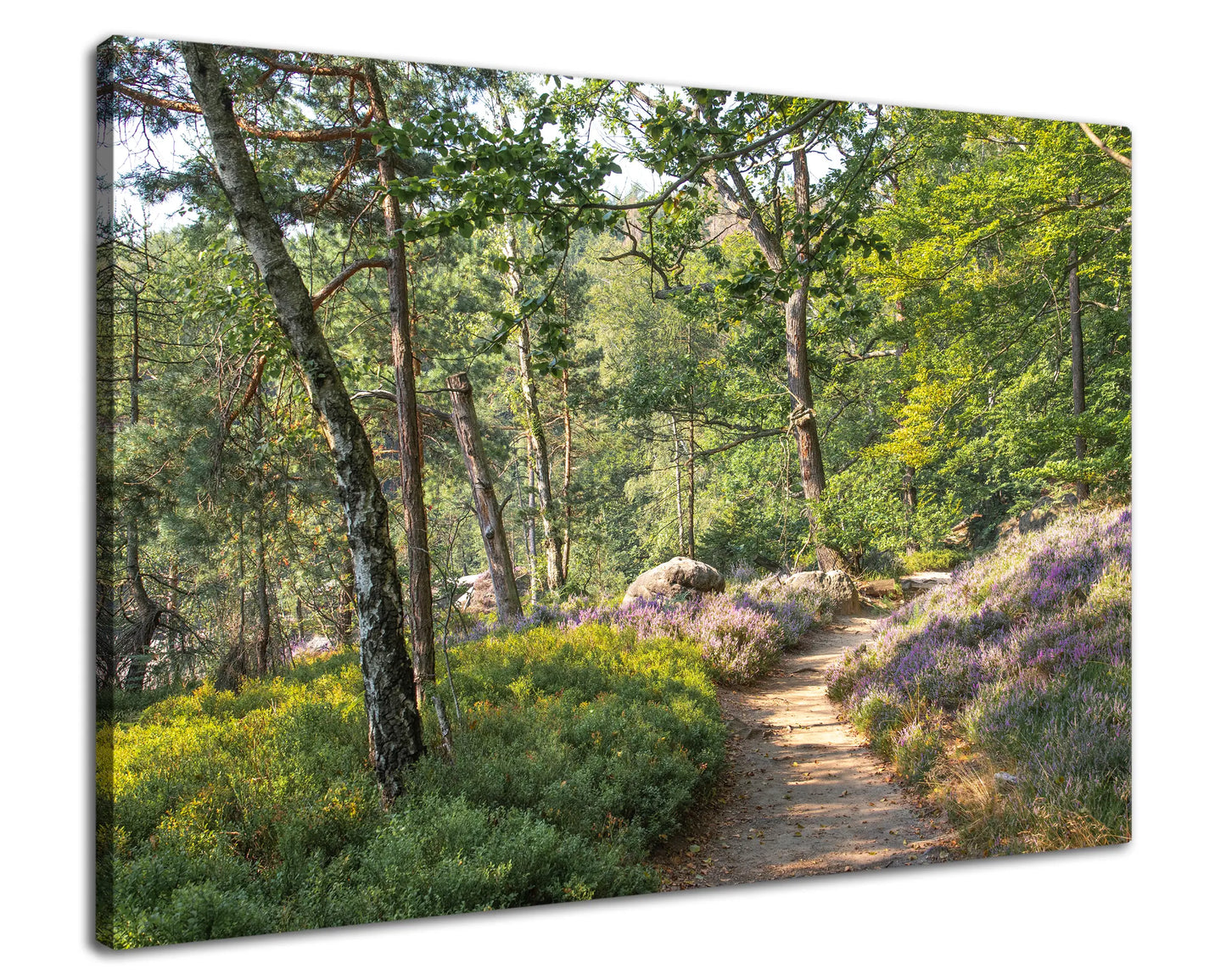Leinwandbild grüner Wald Pfad bei Sonnenaufgang