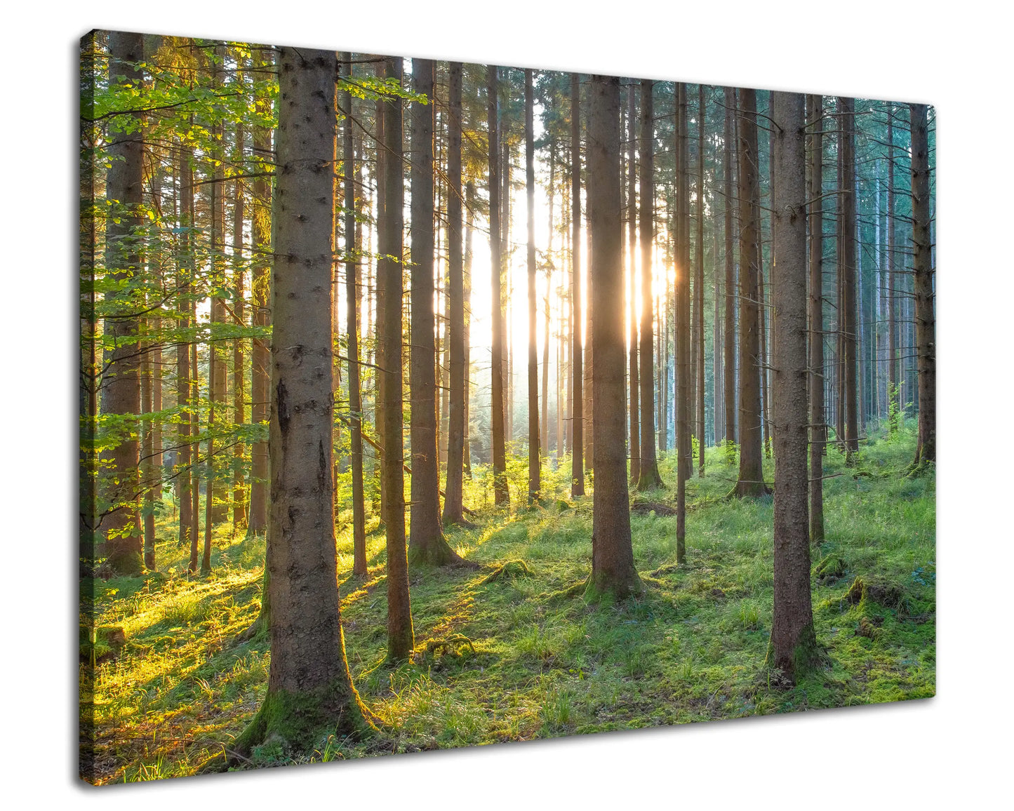 Leinwandbild grüner Wald im Sonnenaufgang