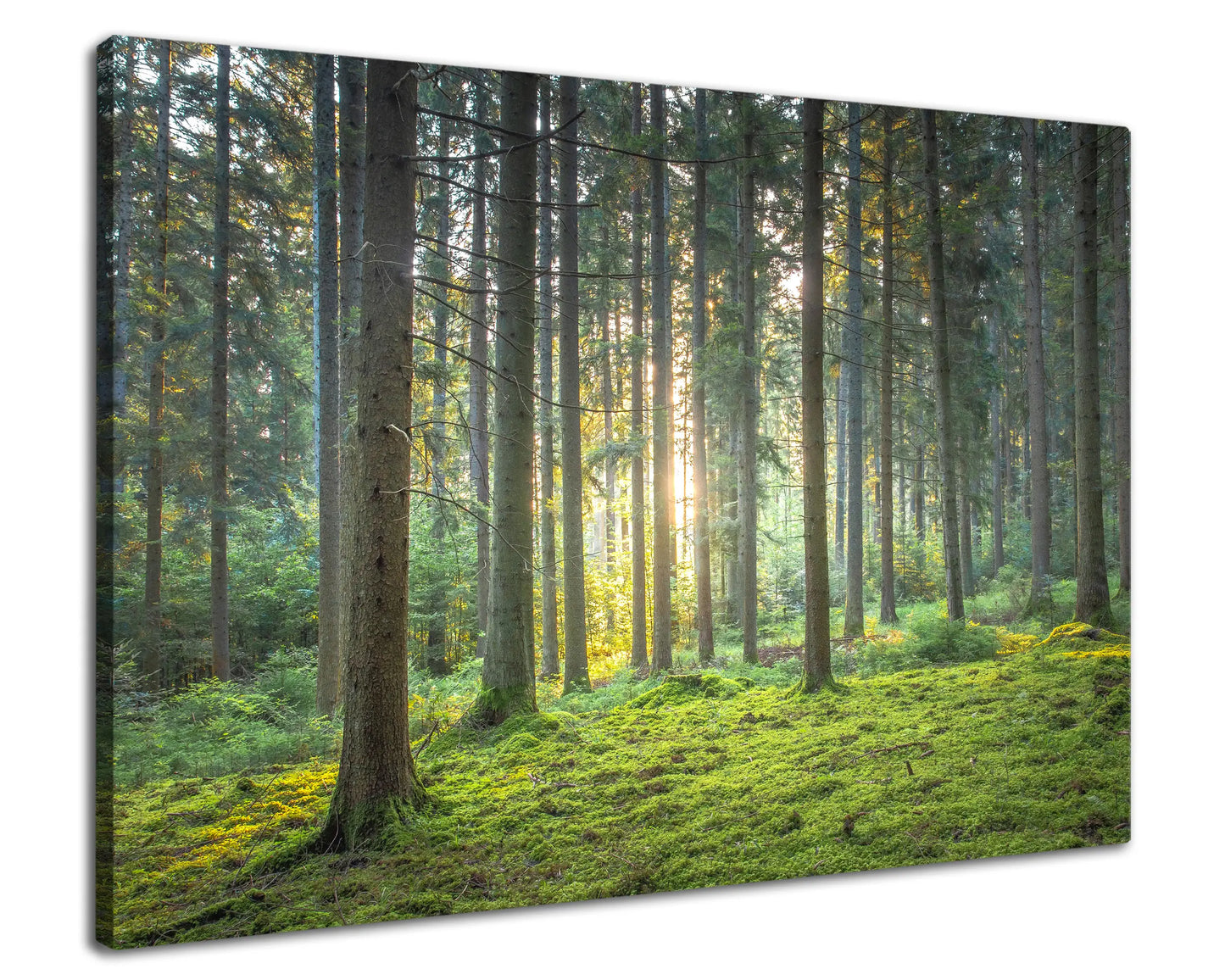 Leinwandbild grüner Wald mit Moos bei Sonnenaufgang
