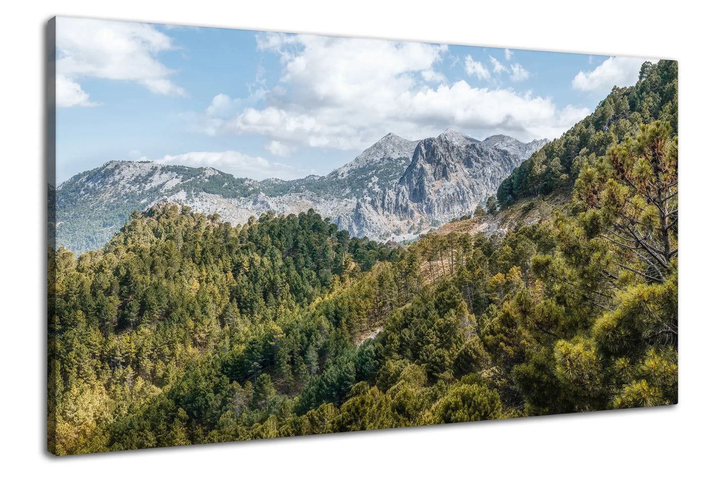 Leinwandbild Bergwald in Andalusien mit Pinienbäumen