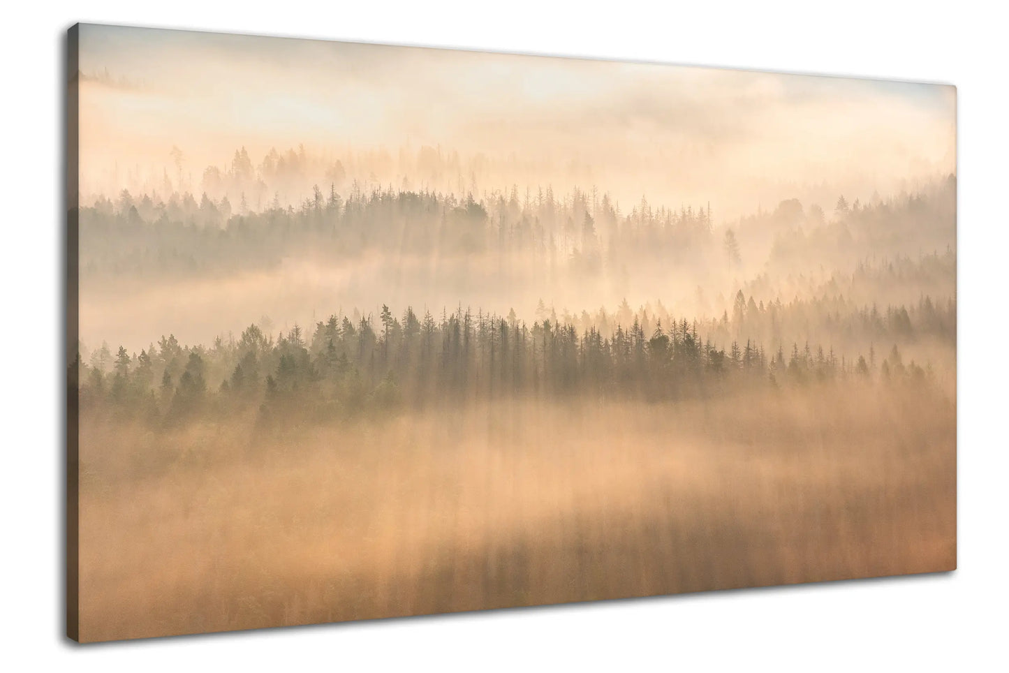 Leinwandbild Sonnenaufgang mit Nebel auf abstrakten Baumkronen