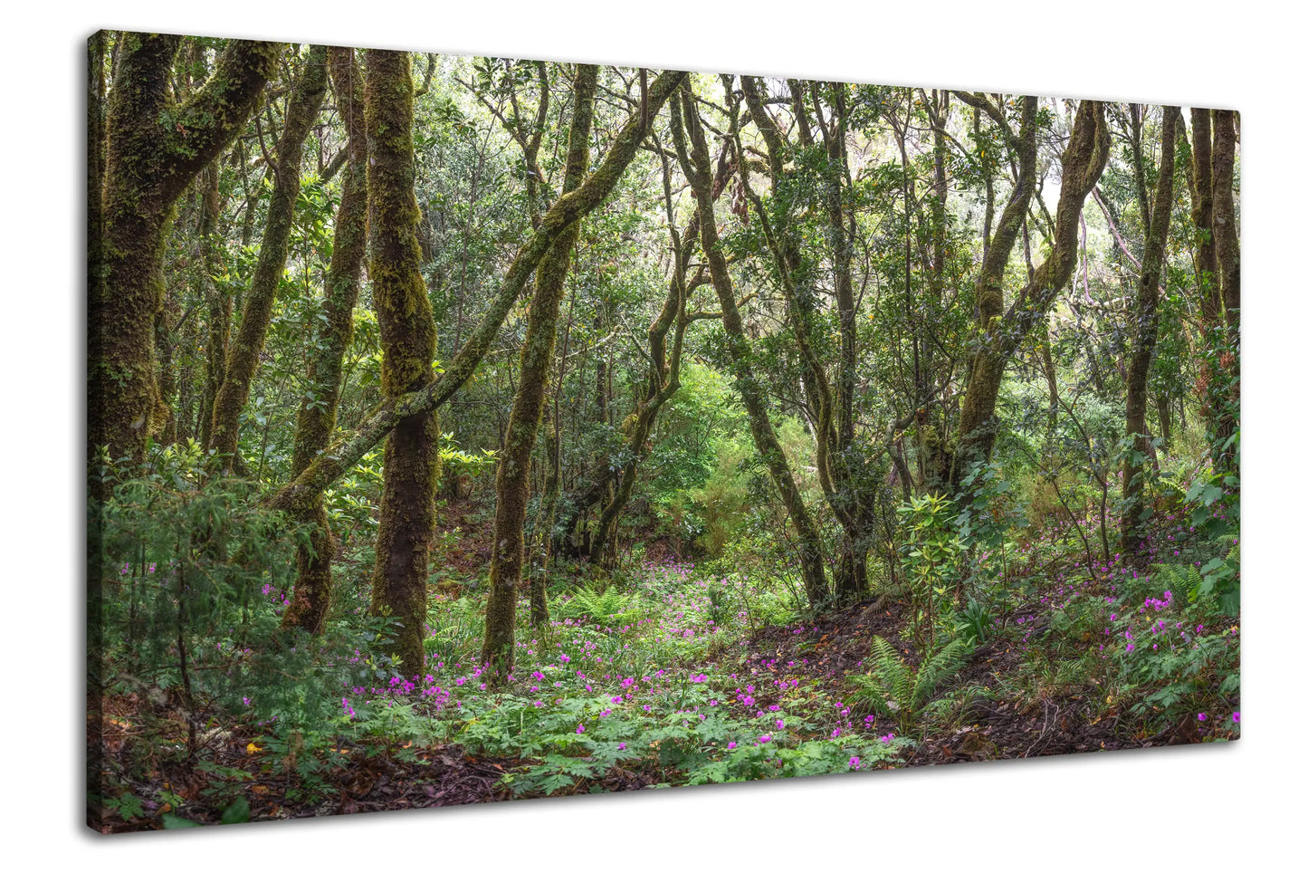 Leinwandbild Urwald mit bunten Blumen auf Madeira