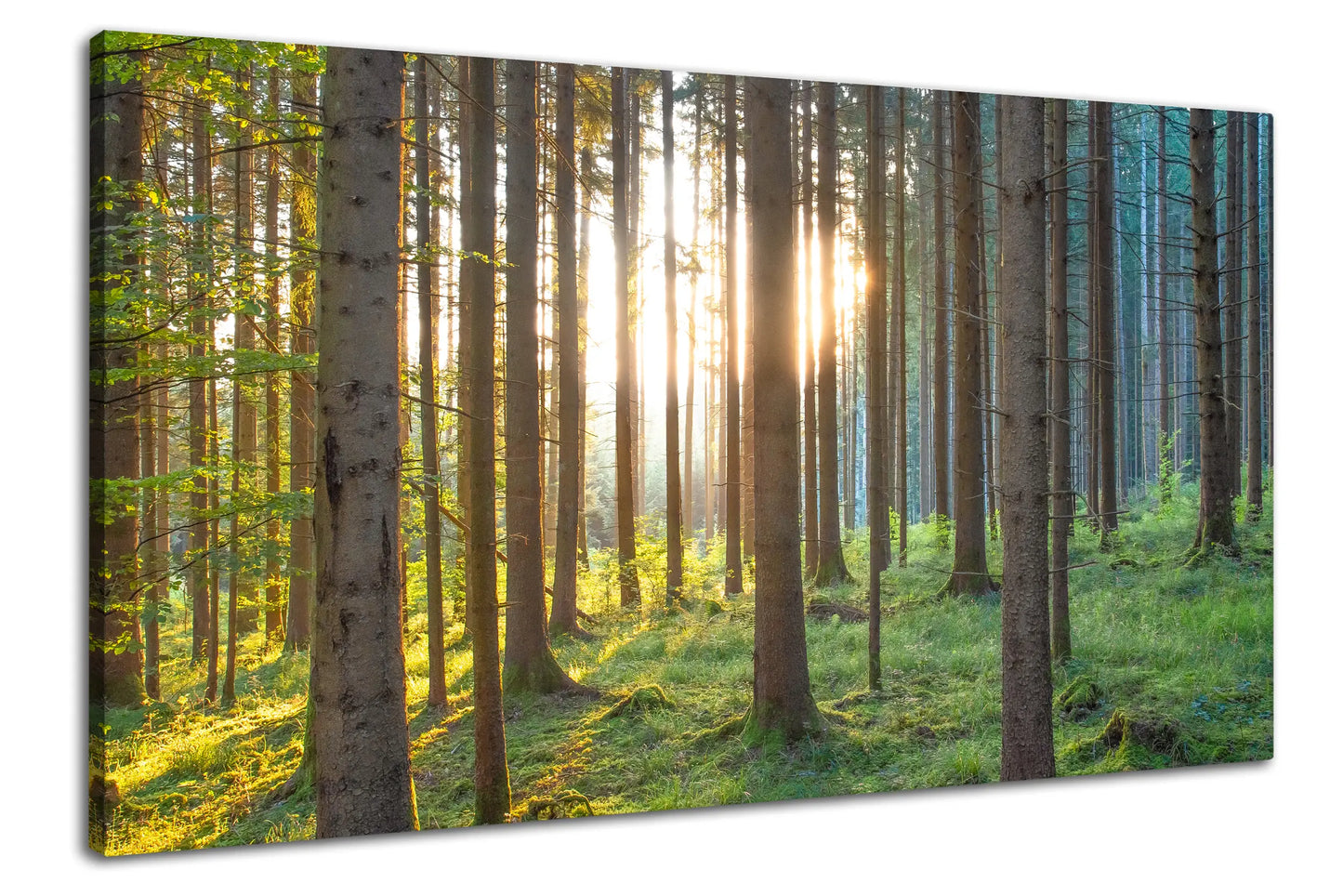 Leinwandbild grüner Wald im Sonnenaufgang