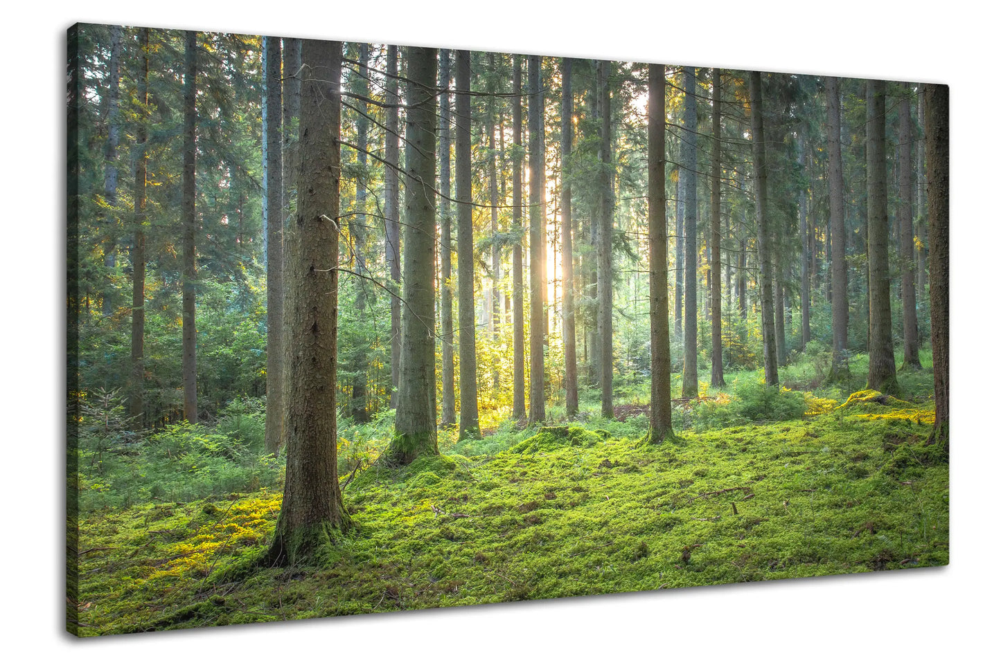 Leinwandbild grüner Wald mit Moos bei Sonnenaufgang