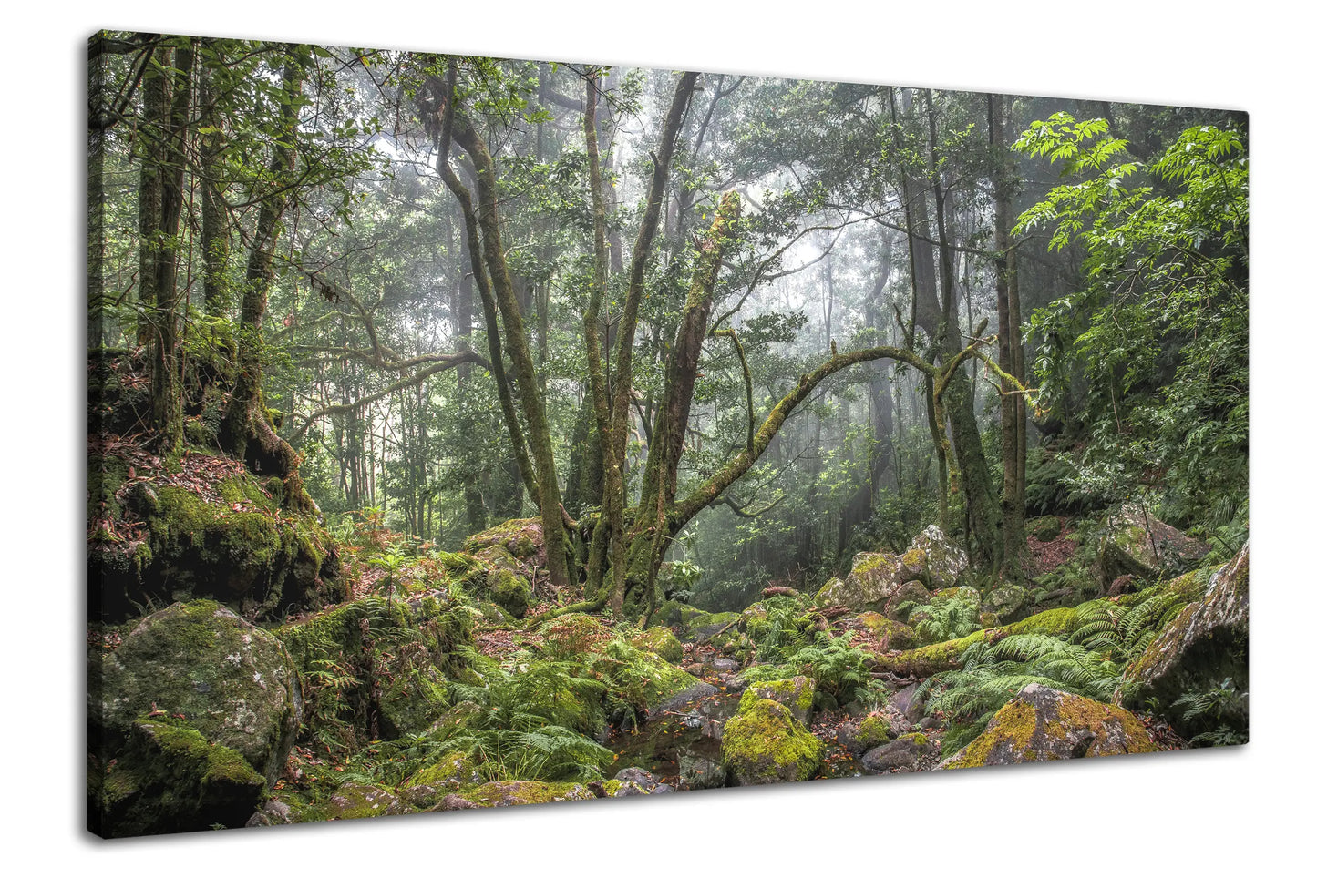 Leinwandbild grüner Wald und Urwald in mystischem Nebel