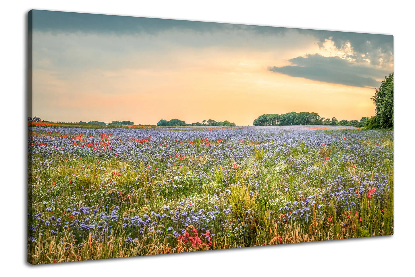Leinwandbild einer bunten Blumen Wiese im Sonnenuntergang