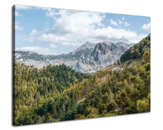 Leinwandbild - Bergwald in Andalusien