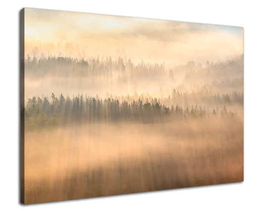 Leinwandbild - Baumkronen im Nebelwald
