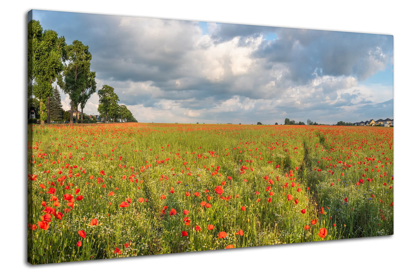 Leinwandbild mit rotem Mohn im weiten Blumenfeld