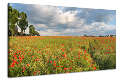 Leinwandbild mit rotem Mohn im weiten Blumenfeld