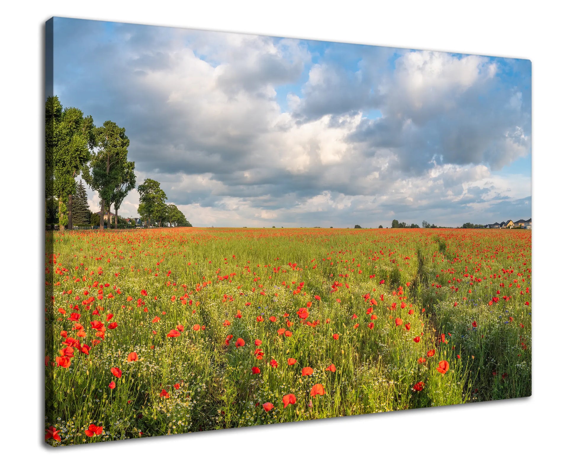 Leinwandbild mit rotem Mohn im weiten Blumenfeld