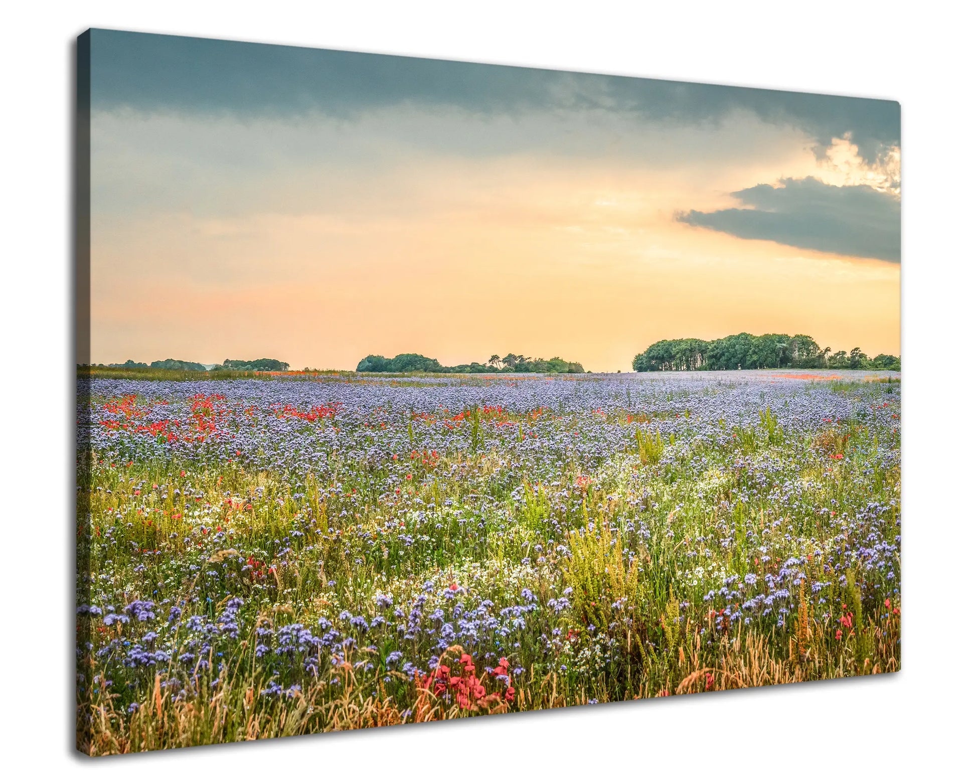 Leinwandbild einer bunten Blumen Wiese im Sonnenuntergang
