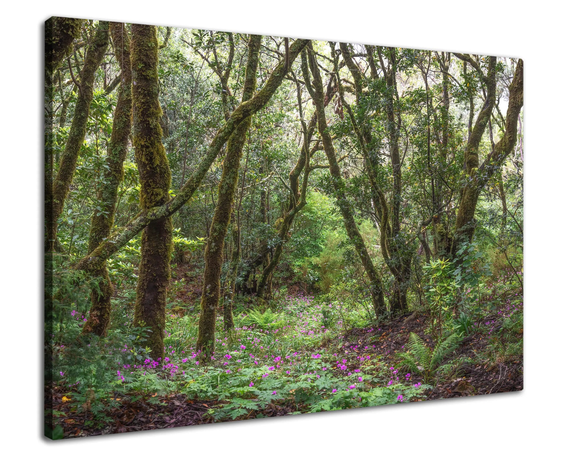 Leinwandbild Urwald  mit bunten Blumen auf Madeira