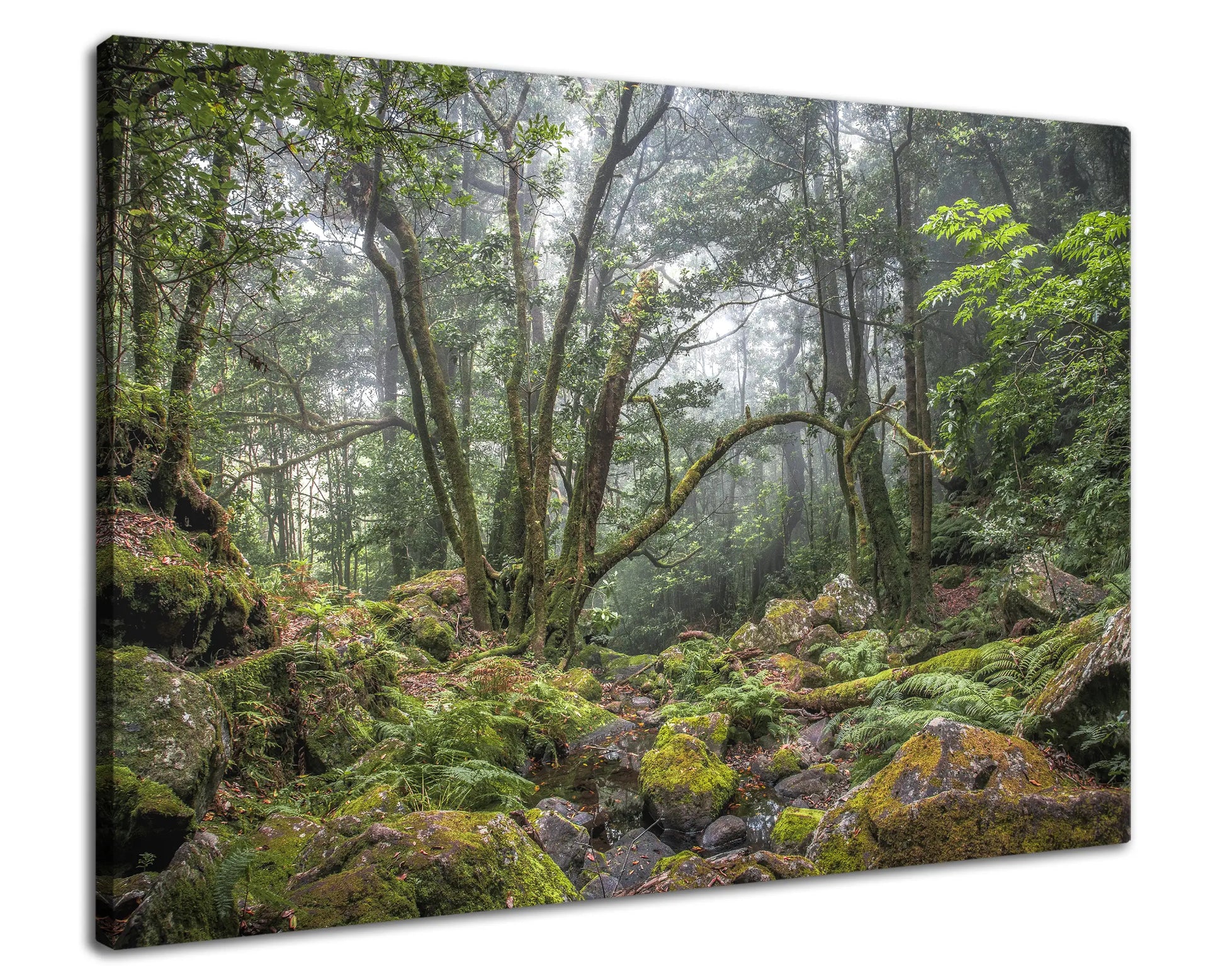 Leinwandbild grüner Wald und Urwald in mystischem Nebel