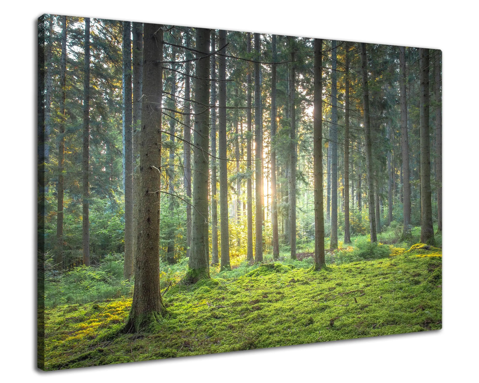 Leinwandbild grüner Wald mit Moos bei Sonnenaufgang