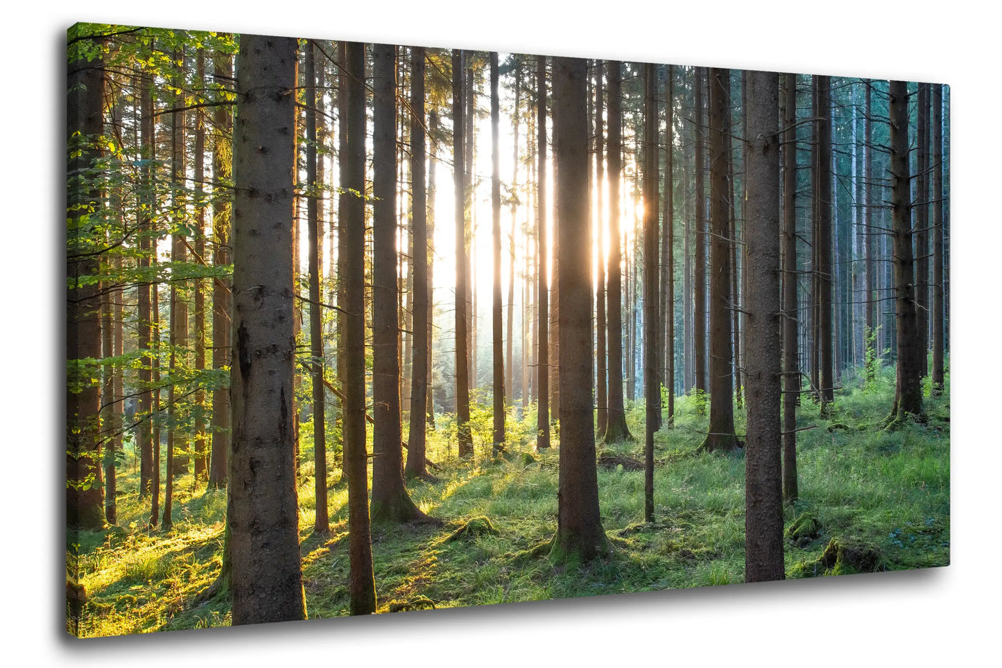 Leinwandbild grüner Wald im Sonnenaufgang