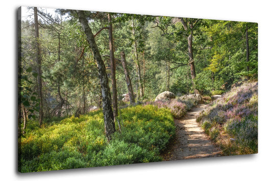 Leinwandbild grüner Wald Pfad bei Sonnenaufgang