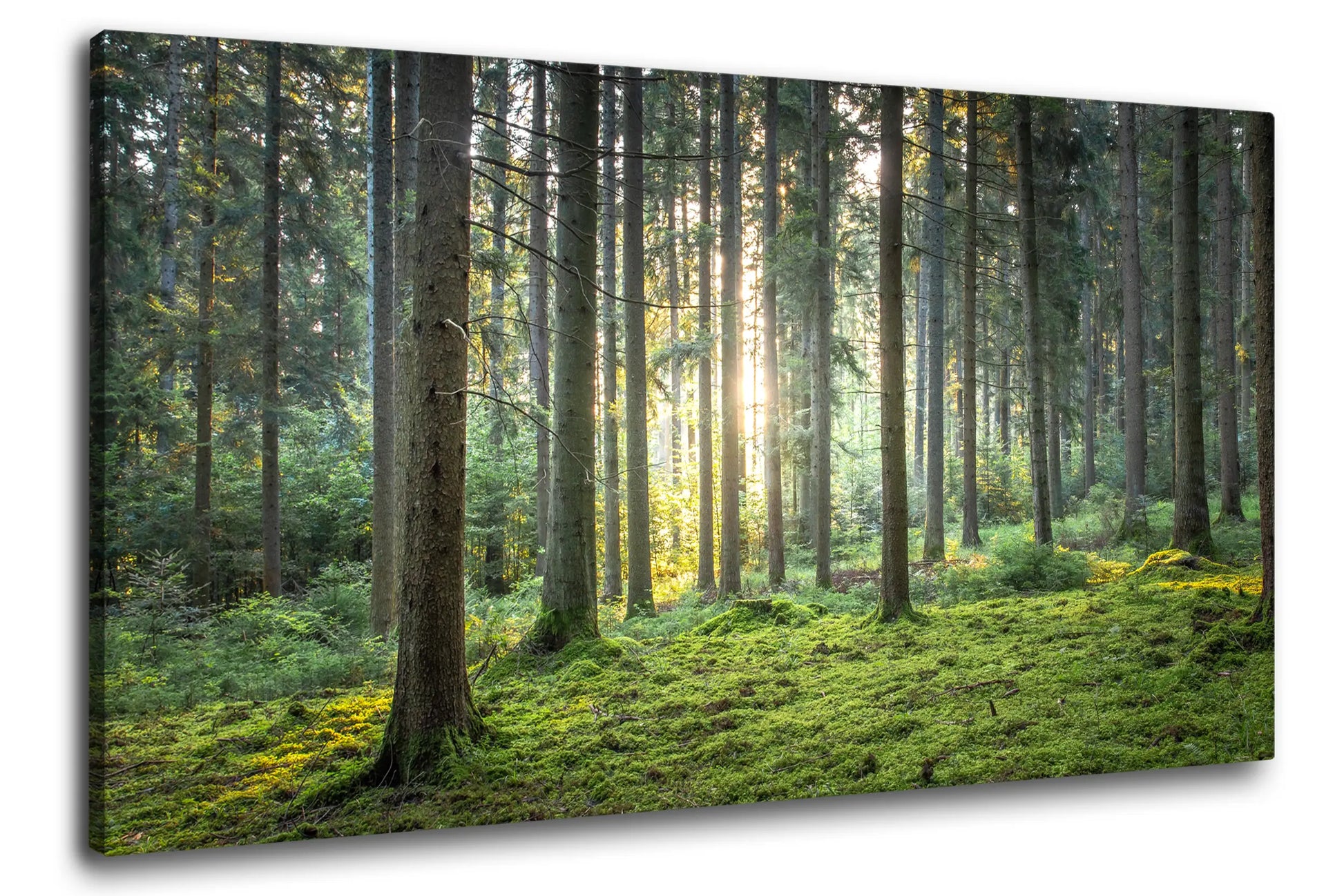 Leinwandbild grüner Wald mit Moos bei Sonnenaufgang