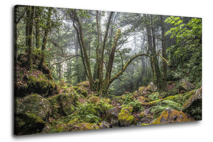 Leinwandbild grüner Wald und Urwald in mystischem Nebel